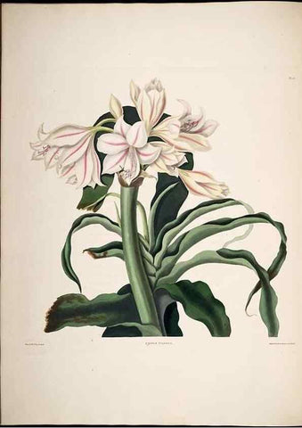 Reproducción/Reproduction 8512261147: A selection of Hexandrian plants, belonging to the natural orders Amaryllidae and Liliacae. London : Robt. Havell, ... , Pubd. 1831- ended Dec. 1, 1834.