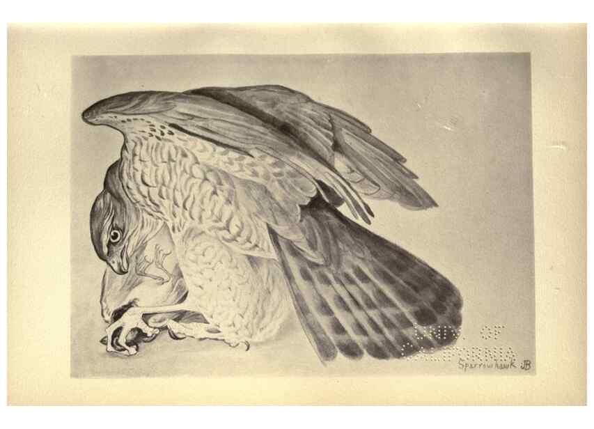 Reproducción/Reproduction 8510237289: Birds from Moidart and elsewhere /. Edinburgh :David Douglas,1895.