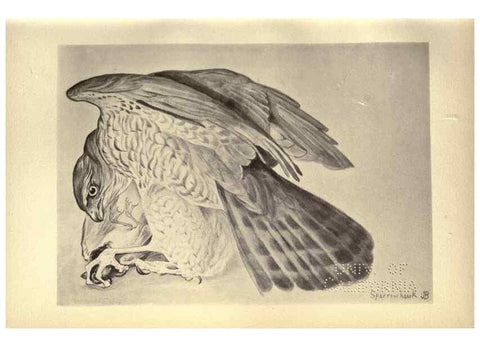 Reproducción/Reproduction 8510237289: Birds from Moidart and elsewhere /. Edinburgh :David Douglas,1895.