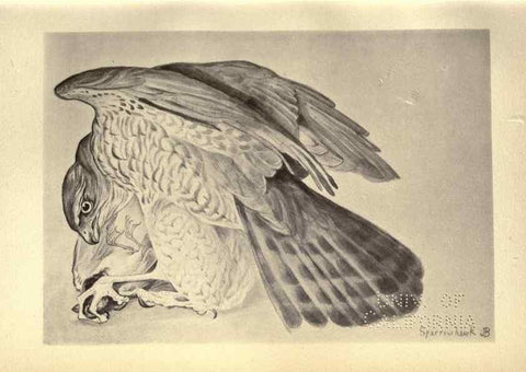 Reproducción/Reproduction 8510237289: Birds from Moidart and elsewhere /. Edinburgh :David Douglas,1895.