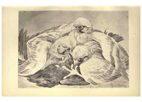 Reproducción/Reproduction 8510235547: Birds from Moidart and elsewhere /. Edinburgh :David Douglas,1895.