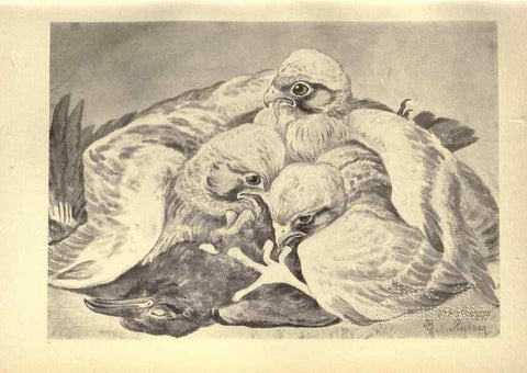 Reproducción/Reproduction 8510235547: Birds from Moidart and elsewhere /. Edinburgh :David Douglas,1895.