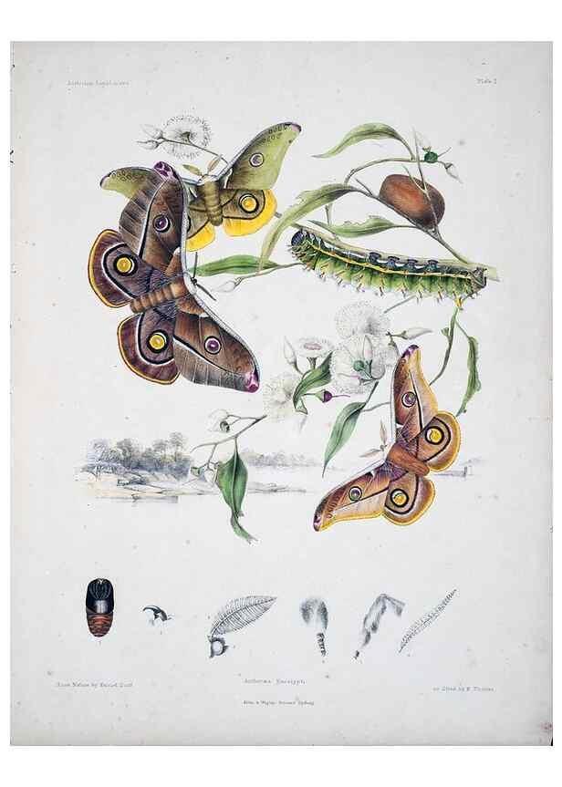 Reproducción/Reproduction 8509608833: Australian lepidoptera and their transformations, drawn from the life /. London :John van Voorst,1864, 1890-1898.