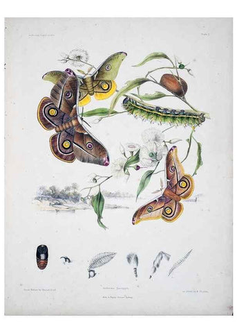 Reproducción/Reproduction 8509608833: Australian lepidoptera and their transformations, drawn from the life /. London :John van Voorst,1864, 1890-1898.