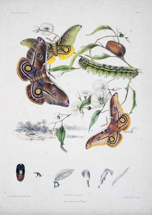 Reproducción/Reproduction 8509608833: Australian lepidoptera and their transformations, drawn from the life /. London :John van Voorst,1864, 1890-1898.