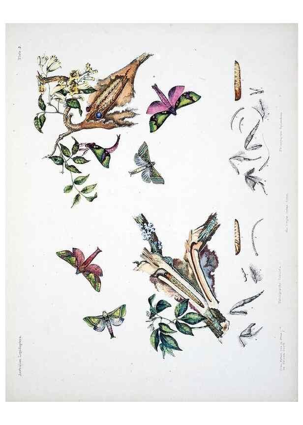 Reproducción/Reproduction 8509609477: Australian lepidoptera and their transformations, drawn from the life /. London :John van Voorst,1864, 1890-1898.