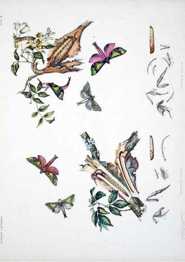 Reproducción/Reproduction 8509609477: Australian lepidoptera and their transformations, drawn from the life /. London :John van Voorst,1864, 1890-1898.