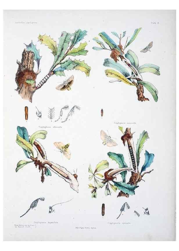 Reproducción/Reproduction 8510718178: Australian lepidoptera and their transformations, drawn from the life /. London :John van Voorst,1864, 1890-1898.