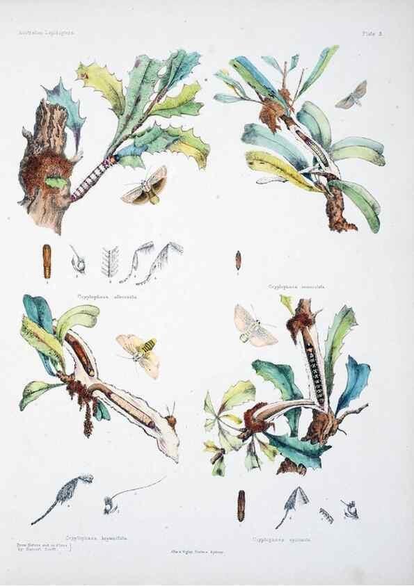 Reproducción/Reproduction 8510718178: Australian lepidoptera and their transformations, drawn from the life /. London :John van Voorst,1864, 1890-1898.