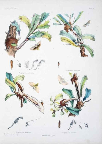 Reproducción/Reproduction 8510718178: Australian lepidoptera and their transformations, drawn from the life /. London :John van Voorst,1864, 1890-1898.