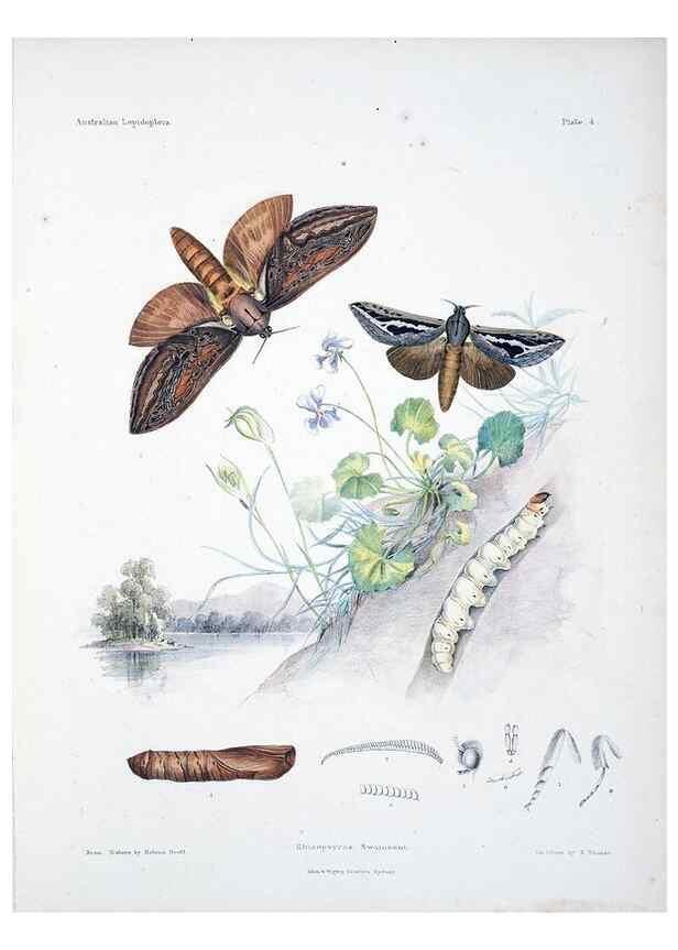 Reproducción/Reproduction 8510718694: Australian lepidoptera and their transformations, drawn from the life /. London :John van Voorst,1864, 1890-1898.