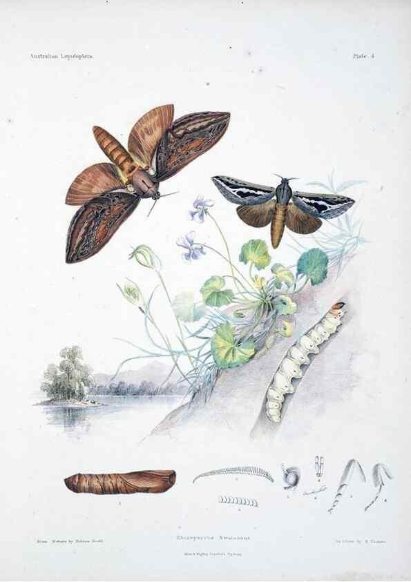 Reproducción/Reproduction 8510718694: Australian lepidoptera and their transformations, drawn from the life /. London :John van Voorst,1864, 1890-1898.