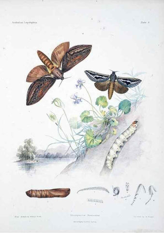 Reproducción/Reproduction 8510718694: Australian lepidoptera and their transformations, drawn from the life /. London :John van Voorst,1864, 1890-1898.