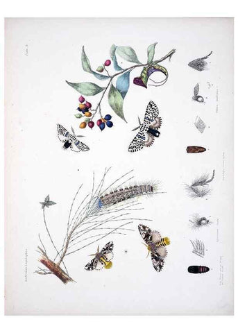 Reproducción/Reproduction 8510719158: Australian lepidoptera and their transformations, drawn from the life /. London :John van Voorst,1864, 1890-1898.