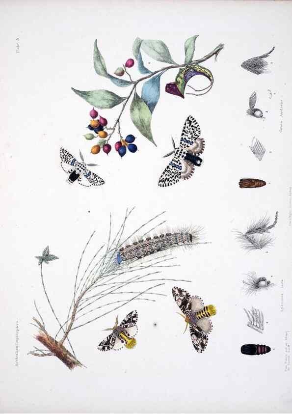 Reproducción/Reproduction 8510719158: Australian lepidoptera and their transformations, drawn from the life /. London :John van Voorst,1864, 1890-1898.