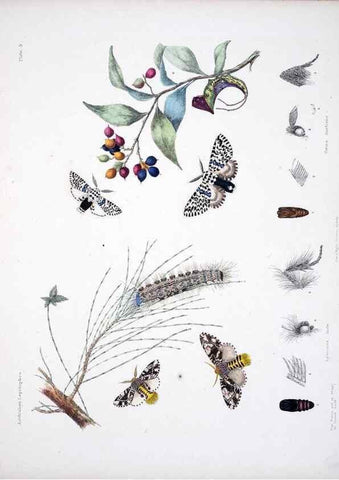 Reproducción/Reproduction 8510719158: Australian lepidoptera and their transformations, drawn from the life /. London :John van Voorst,1864, 1890-1898.