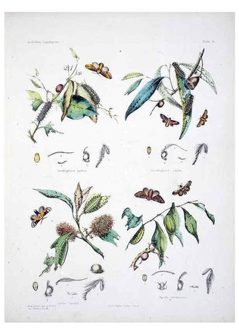 Reproducción/Reproduction 8509611363: Australian lepidoptera and their transformations, drawn from the life /. London :John van Voorst,1864, 1890-1898.