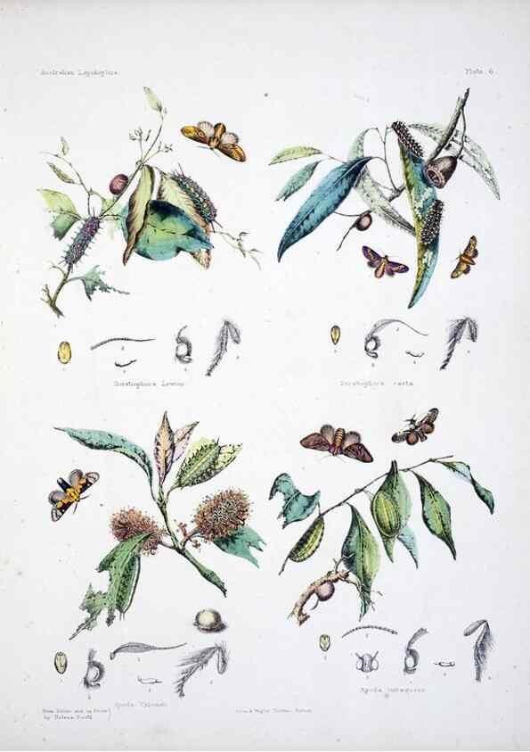 Reproducción/Reproduction 8509611363: Australian lepidoptera and their transformations, drawn from the life /. London :John van Voorst,1864, 1890-1898.