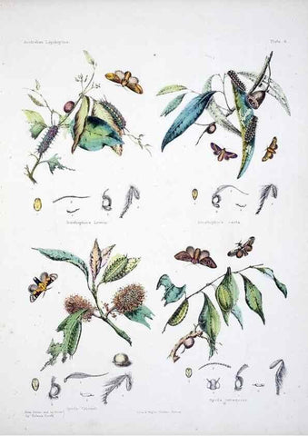Reproducción/Reproduction 8509611363: Australian lepidoptera and their transformations, drawn from the life /. London :John van Voorst,1864, 1890-1898.