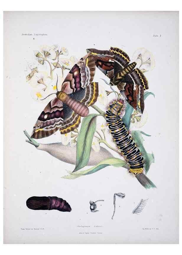 Reproducción/Reproduction 8509611765: Australian lepidoptera and their transformations, drawn from the life /. London :John van Voorst,1864, 1890-1898.