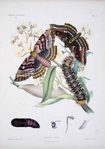 Reproducción/Reproduction 8509611765: Australian lepidoptera and their transformations, drawn from the life /. London :John van Voorst,1864, 1890-1898.