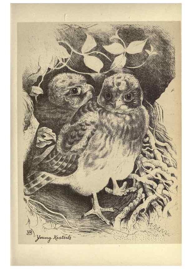 Reproducción/Reproduction 8511346422: Birds from Moidart and elsewhere /. Edinburgh :David Douglas,1895.