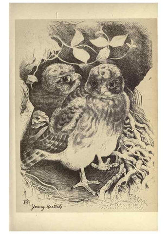 Reproducción/Reproduction 8511346422: Birds from Moidart and elsewhere /. Edinburgh :David Douglas,1895.