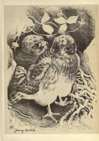 Reproducción/Reproduction 8511346422: Birds from Moidart and elsewhere /. Edinburgh :David Douglas,1895.