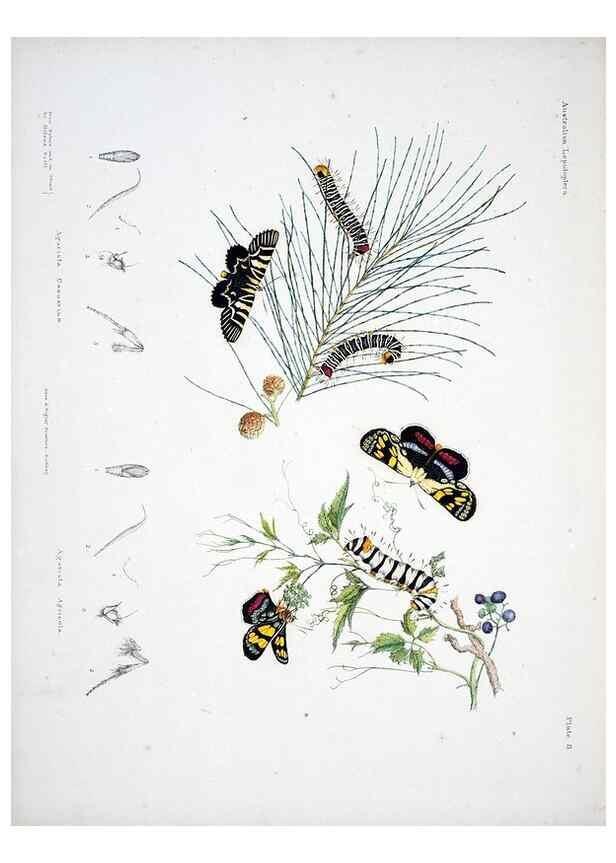 Reproducción/Reproduction 8509612287: Australian lepidoptera and their transformations, drawn from the life /. London :John van Voorst,1864, 1890-1898.