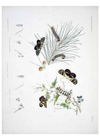 Reproducción/Reproduction 8509612287: Australian lepidoptera and their transformations, drawn from the life /. London :John van Voorst,1864, 1890-1898.