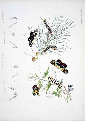 Reproducción/Reproduction 8509612287: Australian lepidoptera and their transformations, drawn from the life /. London :John van Voorst,1864, 1890-1898.