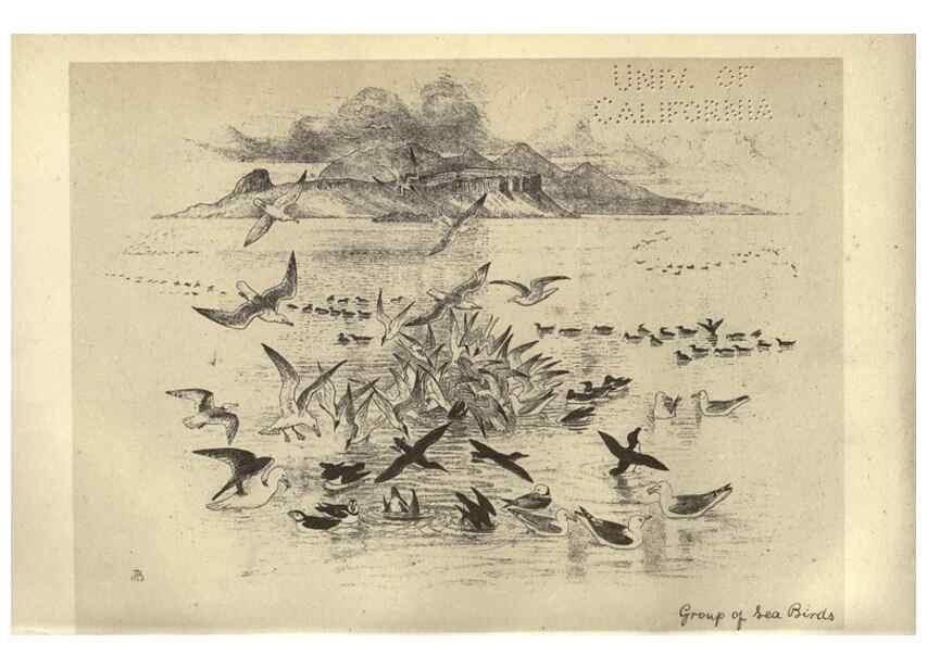 Reproducción/Reproduction 8511340642: Birds from Moidart and elsewhere /. Edinburgh :David Douglas,1895.