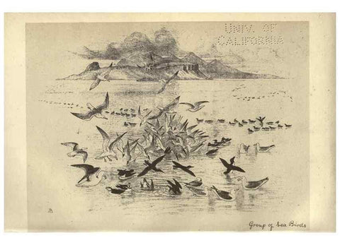 Reproducción/Reproduction 8511340642: Birds from Moidart and elsewhere /. Edinburgh :David Douglas,1895.