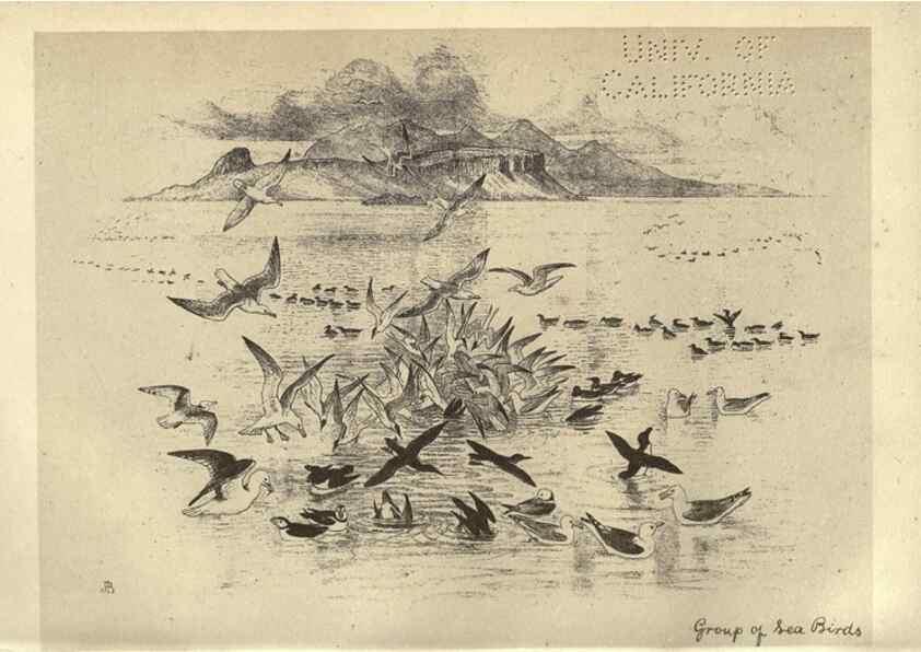Reproducción/Reproduction 8511340642: Birds from Moidart and elsewhere /. Edinburgh :David Douglas,1895.