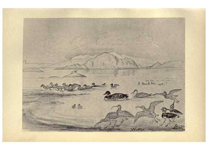 Reproducción/Reproduction 8511341270: Birds from Moidart and elsewhere /. Edinburgh :David Douglas,1895.