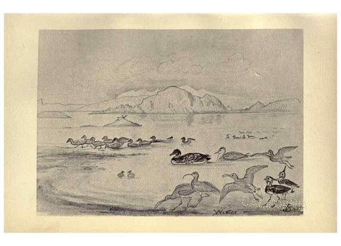 Reproducción/Reproduction 8511341270: Birds from Moidart and elsewhere /. Edinburgh :David Douglas,1895.