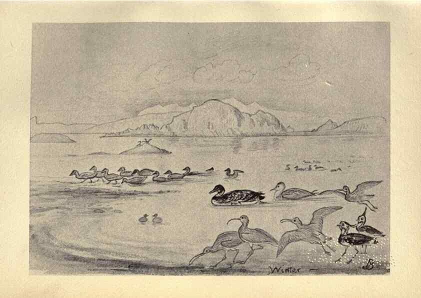 Reproducción/Reproduction 8511341270: Birds from Moidart and elsewhere /. Edinburgh :David Douglas,1895.