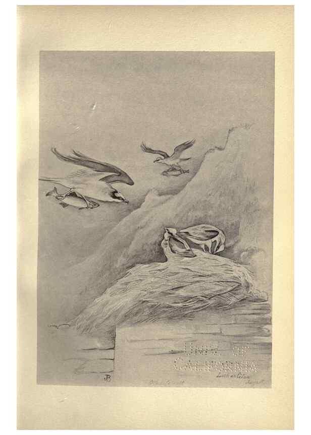 Reproducción/Reproduction 8510231931: Birds from Moidart and elsewhere /. Edinburgh :David Douglas,1895.