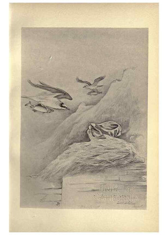 Reproducción/Reproduction 8510231931: Birds from Moidart and elsewhere /. Edinburgh :David Douglas,1895.
