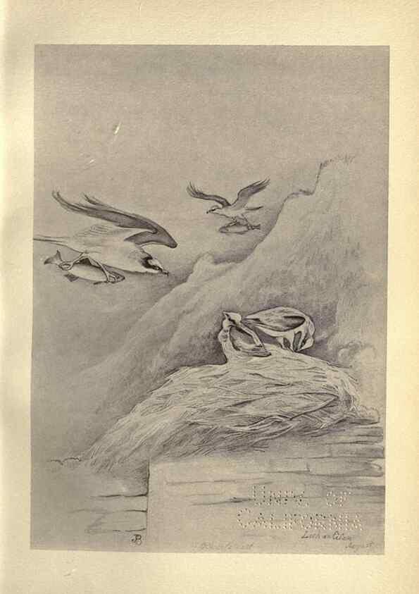 Reproducción/Reproduction 8510231931: Birds from Moidart and elsewhere /. Edinburgh :David Douglas,1895.