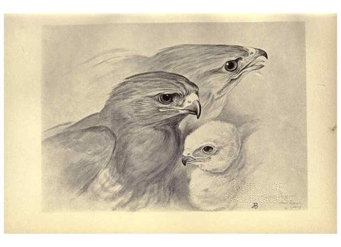 Reproducción/Reproduction 8511343980: Birds from Moidart and elsewhere /. Edinburgh :David Douglas,1895.
