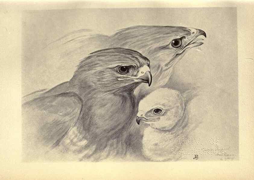 Reproducción/Reproduction 8511343980: Birds from Moidart and elsewhere /. Edinburgh :David Douglas,1895.