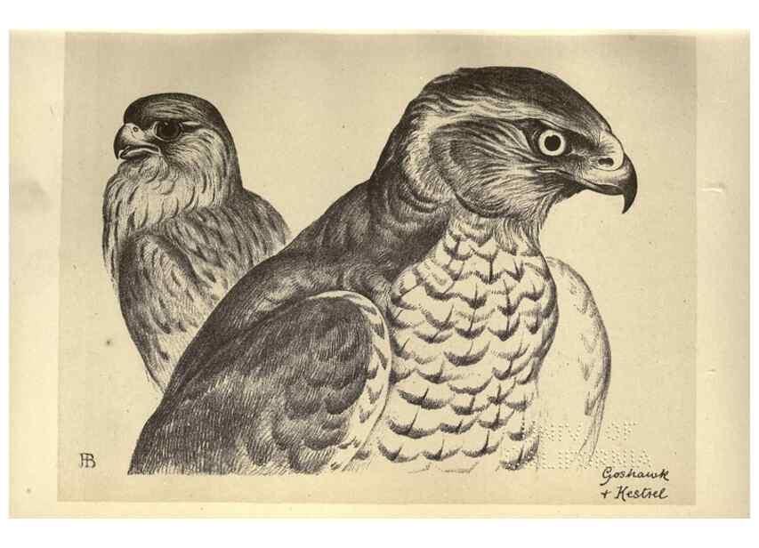 Reproducción/Reproduction 8511345080: Birds from Moidart and elsewhere /. Edinburgh :David Douglas,1895.
