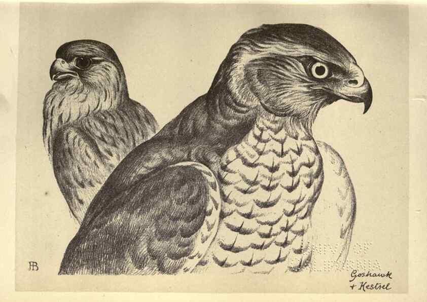 Reproducción/Reproduction 8511345080: Birds from Moidart and elsewhere /. Edinburgh :David Douglas,1895.