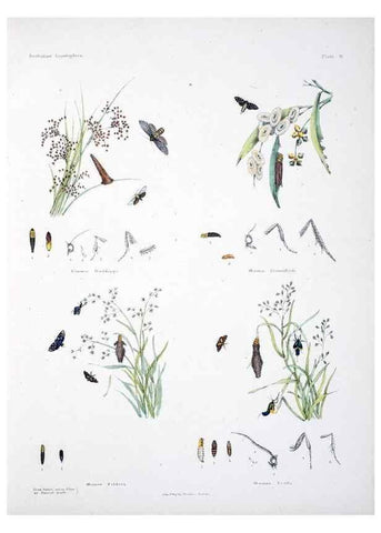 Reproducción/Reproduction 8509612685: Australian lepidoptera and their transformations, drawn from the life /. London :John van Voorst,1864, 1890-1898.