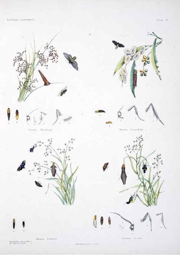 Reproducción/Reproduction 8509612685: Australian lepidoptera and their transformations, drawn from the life /. London :John van Voorst,1864, 1890-1898.