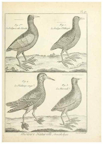 Reproducción/Reproduction 7850571622: Tableau encyclopédique et méthodique des trois règnes de la nature.. A Paris :Chez Mme. veuve Agasse ...,1823.