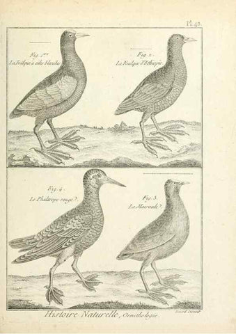 Reproducción/Reproduction 7850571622: Tableau encyclopédique et méthodique des trois règnes de la nature.. A Paris :Chez Mme. veuve Agasse ...,1823.