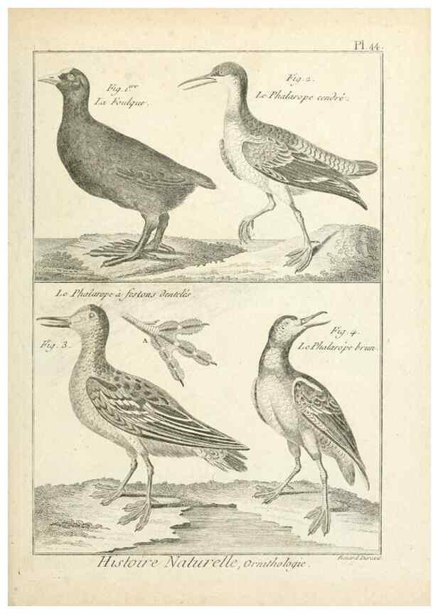 Reproducción/Reproduction 7850572382: Tableau encyclopédique et méthodique des trois règnes de la nature.. A Paris :Chez Mme. veuve Agasse ...,1823.