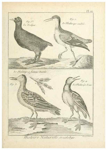 Reproducción/Reproduction 7850572382: Tableau encyclopédique et méthodique des trois règnes de la nature.. A Paris :Chez Mme. veuve Agasse ...,1823.